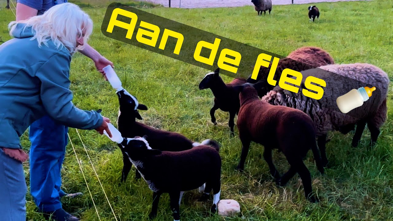 vlog #47 Met de pinksterdagen op camperplaats Loosterstee in Vriescheloo