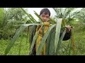 Honey bee pakarne ka Ninja technique💥palm oil plantion|| village life|Gareeb kissan