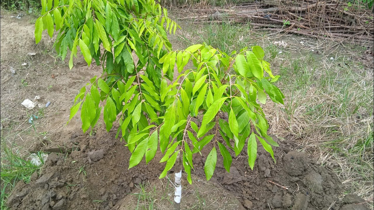 CARA MENYUBURKAN KELENGKENG YANG PERTUMBUHANNYA KERDIL