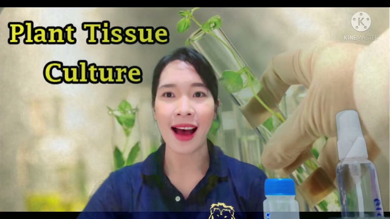เทคนิคการเพาะเลี้ยงเนื้อเยื่อพืชอย่างง่าย