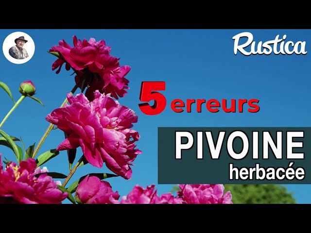 Offrez à votre printemps la majesté opulente de la pivoine