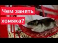 СКУЧНАЯ ЖИЗНЬ У ХОМЯКА || МАША СНИМАЕТ ЮМИ😍