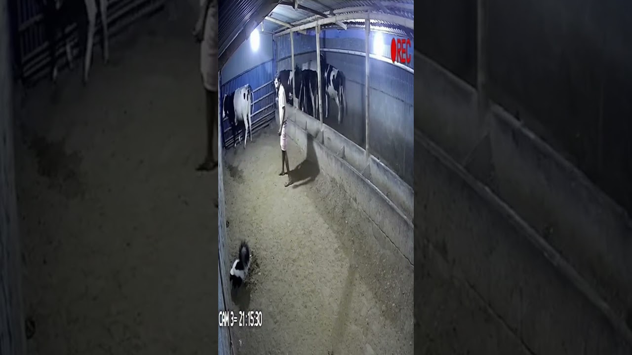 hemical Reaction: Skunk's Spray and Bovine Fear