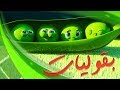 أغنية بقوليات قناة كيوي Kiwi Tv 