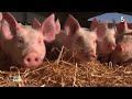 Lagriculture bio face au pril des dconversions  reportage cdanslair 25022023