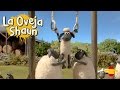 Anillas - Las Champiosheeps - La Oveja Shaun