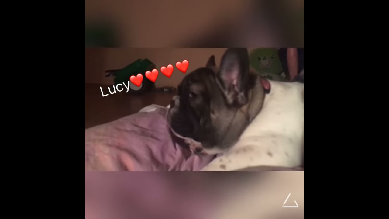 Mein Hund Lucy YouTube