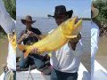 PESCA DE DORADOS SURUBÍ Y PATÍ  EN ANSENUZA SAN JAVIERLA SEVERINA LOS PICURÚ Noviembre  2010.wmv