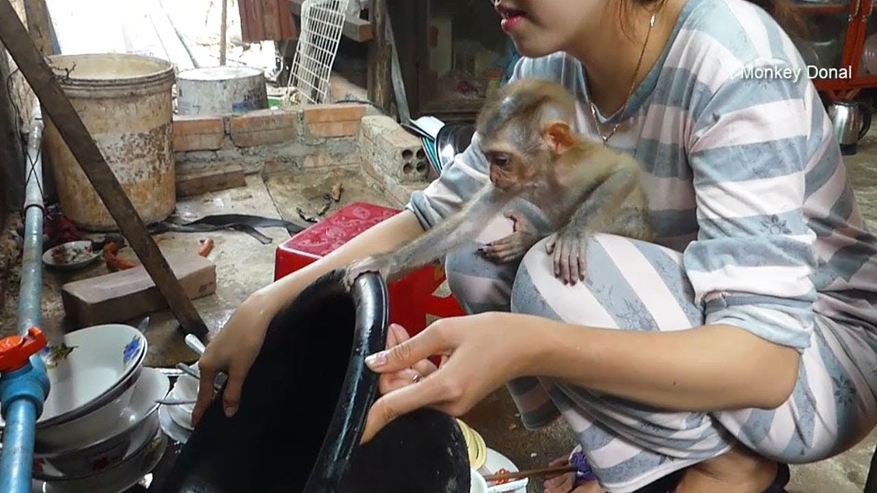 Monkey Baby Donal Want To Help Mom Clean Dishes