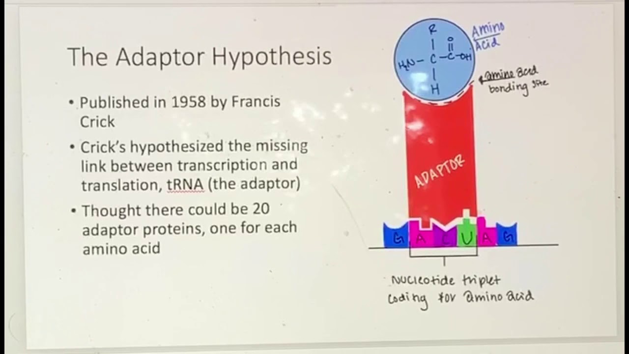 adaptor hypothesis notes