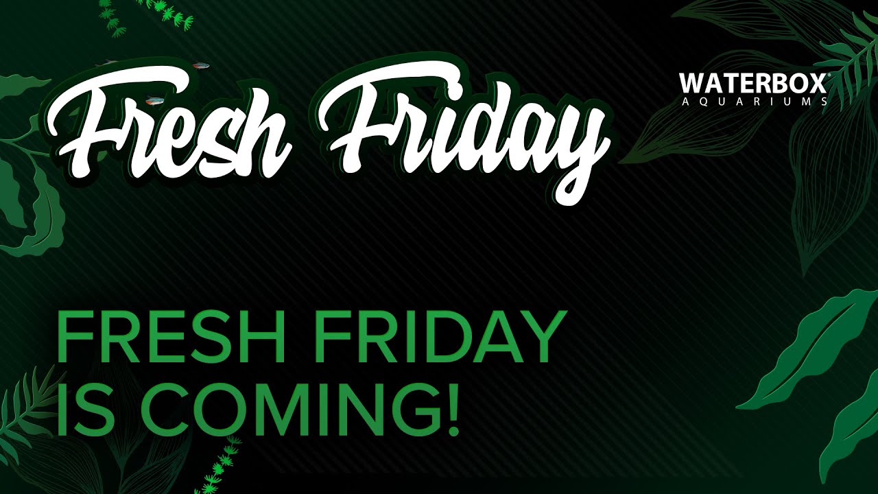Fresh Friday is Coming! New Incredible Event. - YouTube