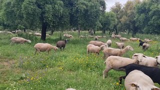 Echamos las ovejas al monte da gusto pasear  por el campo