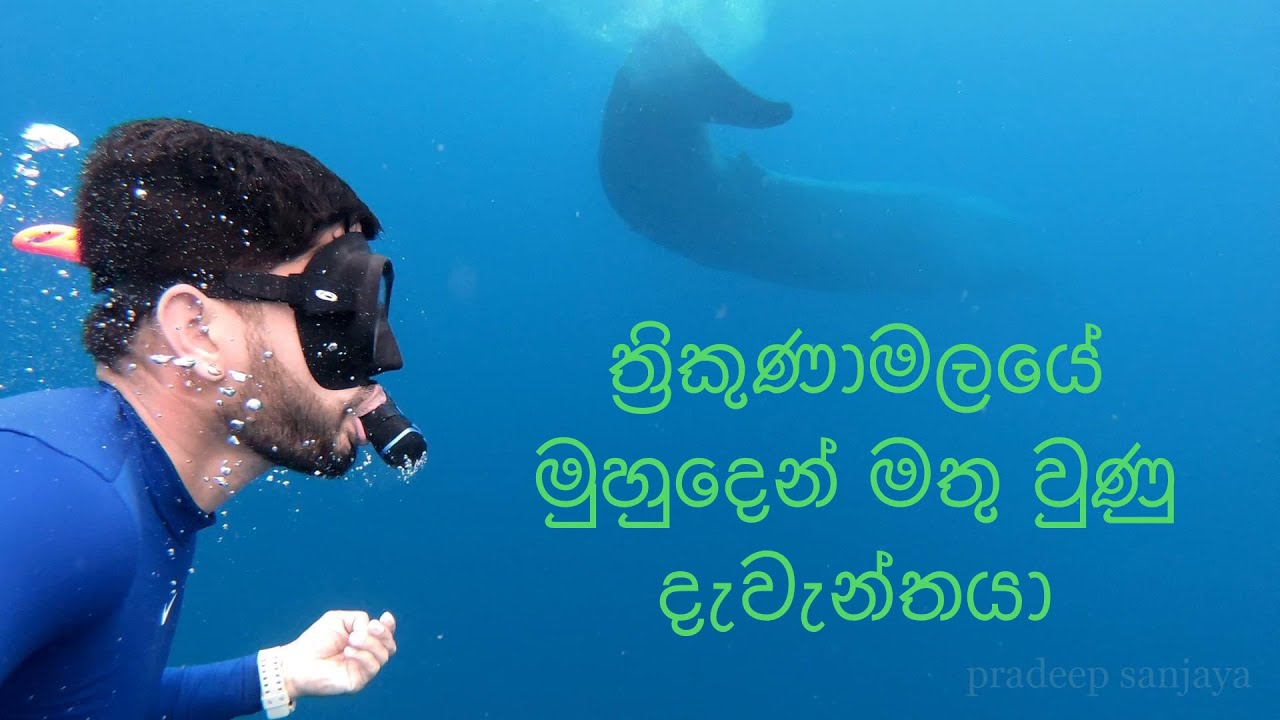Blue whales and dolphins at Trincomalee and Kalpitiya