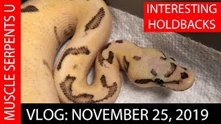 Famous ALBINO OLIVE PYTHON ESCAPE: November 25, 2019 Net Worth
