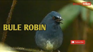 Kicauan Burung Sunda Blue Robin Gacor dialam liar dengan suara air mengalir utk terapi.