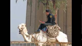 Egypt Cairo Camels in the desert behind the pyramids / Egypte Cairo Kamelen achter de Piramides