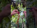 Connecting the rope is simple and sturdy #knot #knotlessbraids #rope #bowline #diy #outdoor #fypシ
