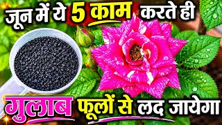 June में ये 5 काम करते ही गुलाब लद गया फूलों से.Rose plant growing tips.Rose plant care/ dekhbhal.