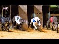 Ireland Greyhounds Racing - Track Race