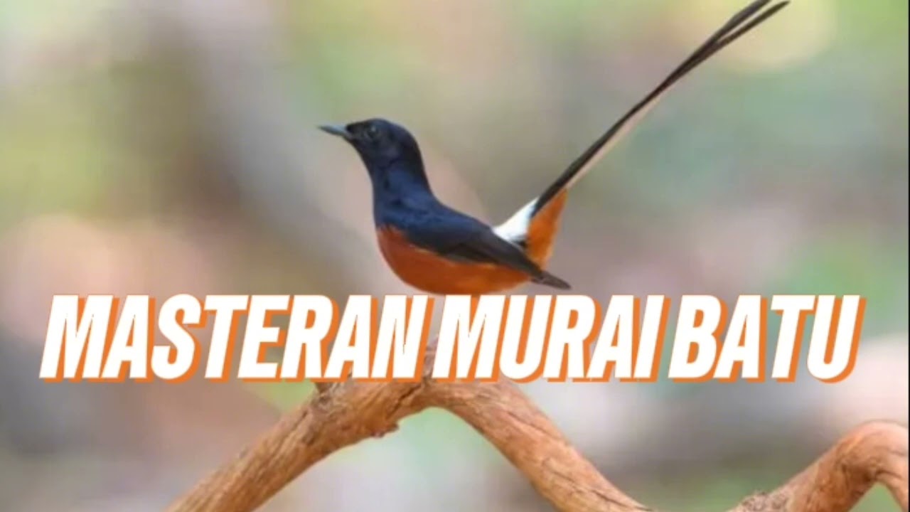 Murai batu tembakan panjang...!!!