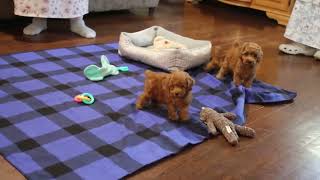 Toy Poodle Puppies For Sale