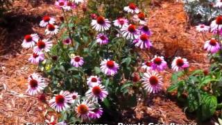 Echinacea purpurea - Purple Coneflower