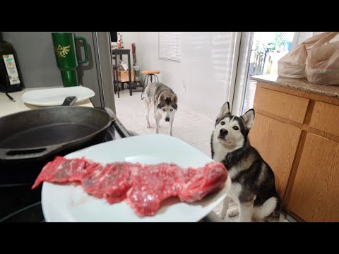 What Cooking Steaks Around A Husky Looks Like..