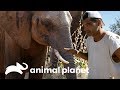 O maior mamífero terrestre do mundo! | Wild Frank Perdido Na África | Animal Planet Brasil