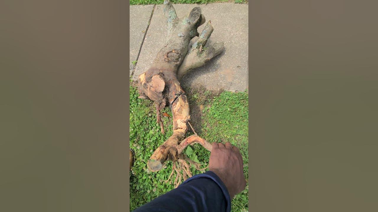 how-much-does-a-tree-stump-weigh-youtube