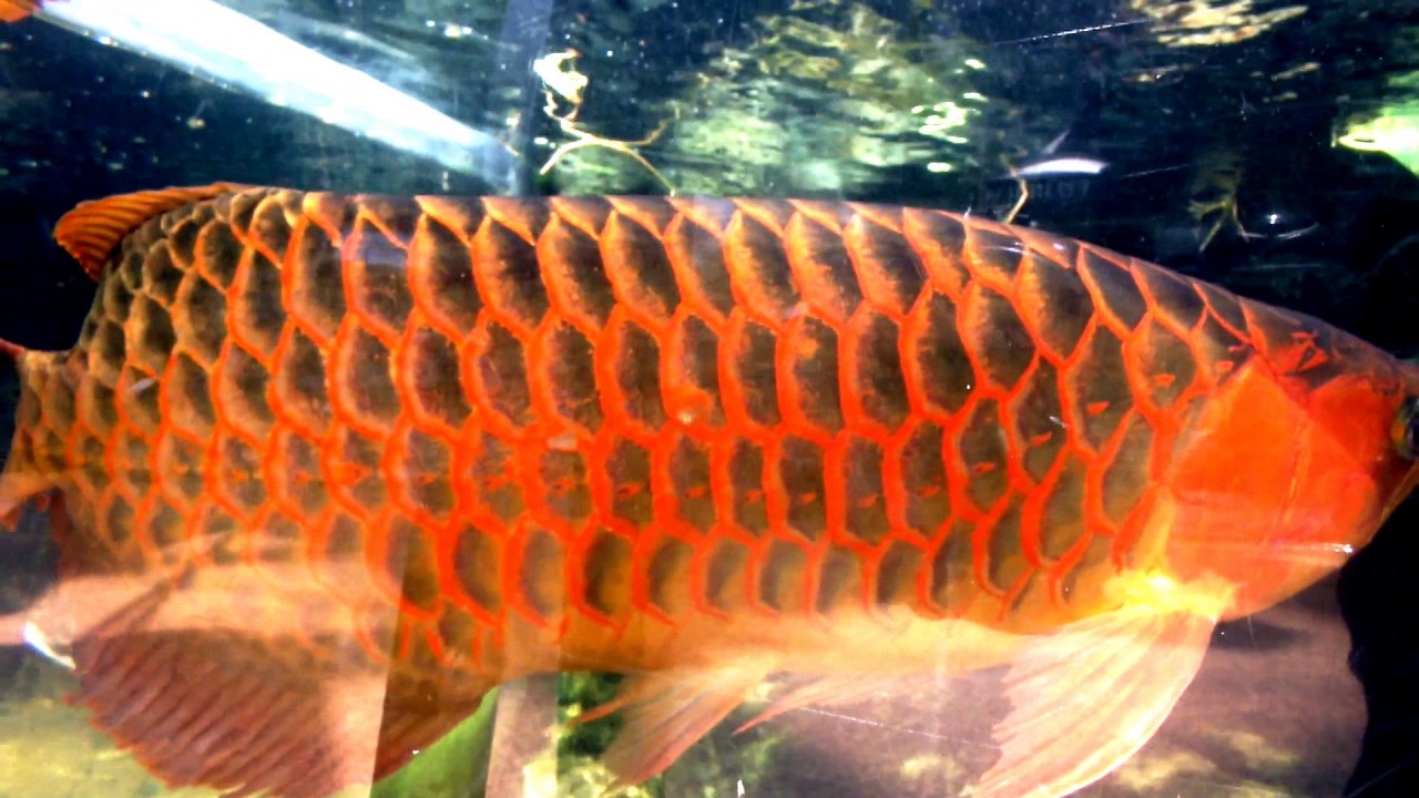 kawaii emoticons Ancient fish,Asian arowana.古代魚、アジアアロワナ。