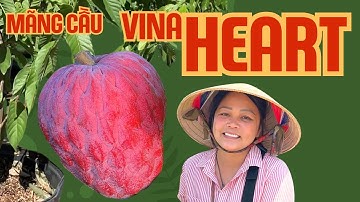 VINA HEART ❤️ mãng cầu ửng đỏ như trái tim ❤️❤️❤️