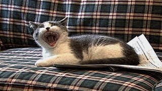 I'm a Stupid Cat! - 1 Hour version (1440p)