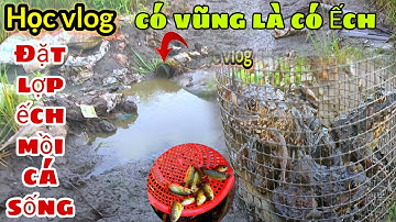 #57 Đặt Lợp Ếch Bằng Mồi Cá Sống Mùa Lúa Chín Có Vũng Nước Là Có Ếch || Học vlog