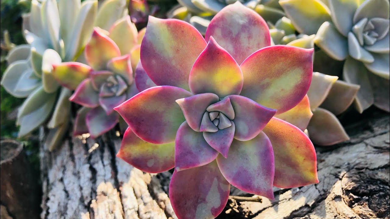 Top 10 SUCULENTAS  de SOL PLENO: Suculentas de fácil cultivo, cultivadas no tempo sol ☀️ e chuva 🌧