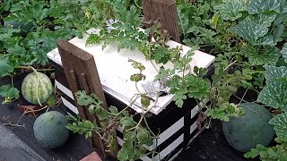 Hydroponic Watermelon Growing Kratky Method In Styrobox Diy Hydroponics How To Grow Watermelon