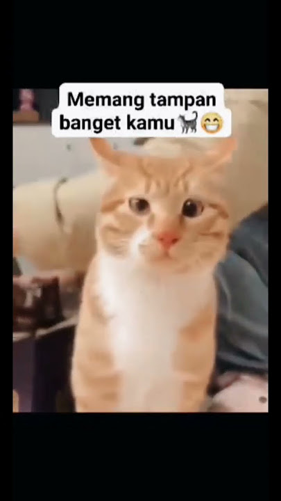 Dari depan atsa bawah samping aku tampan #pecinta #kucingcomel #kucingkampung #kucinglucu #kingkobra