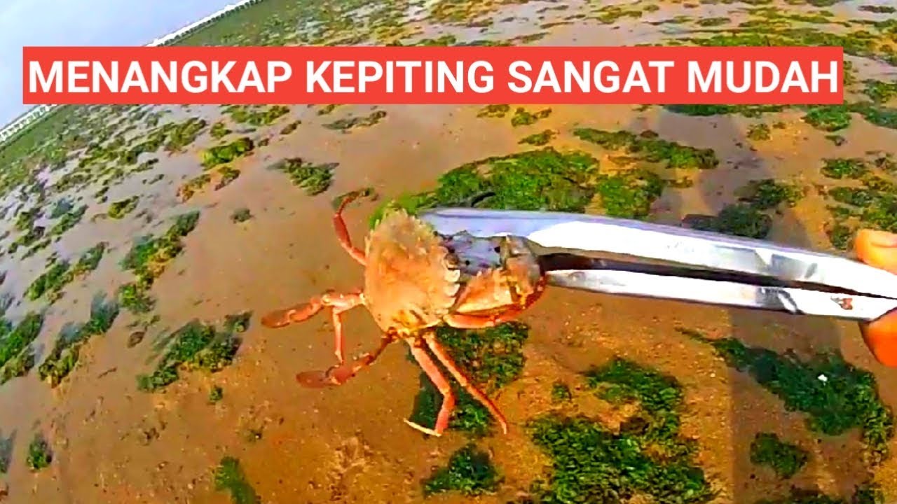 Cara Menangkap Kepiting Sangat Mudah - Youtube