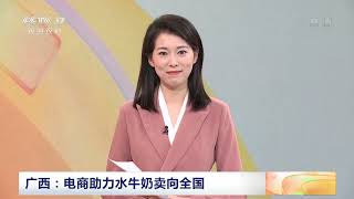 [中国三农报道]广西：电商助力水牛奶卖向全国|农业致富经 Agriculture And Farming