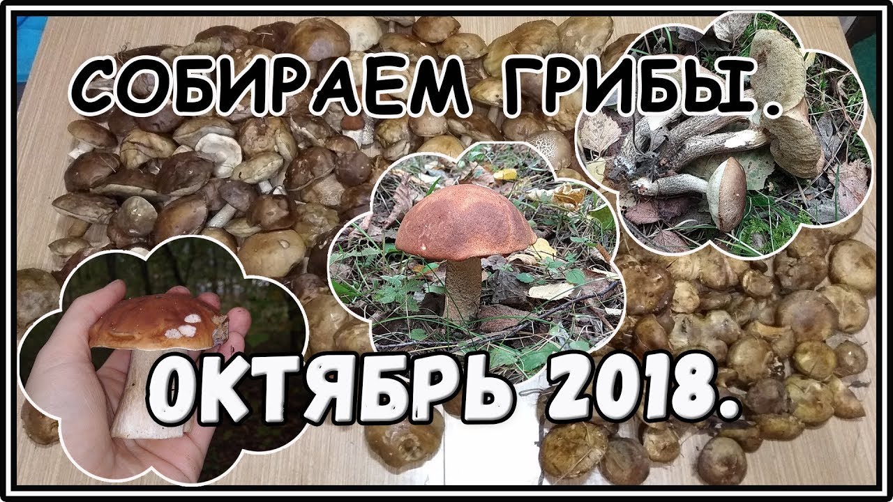 Грибы в октябре. Белые, Подосиновики, Подберезовики, Свинухи. Жизнь в ...