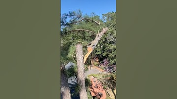 Pro Rigging Huge Section #Treecare#chainsaw#arborist#treework#logging#logger#treefelling#roadto10k