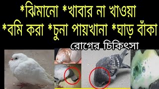 কবুতরের ঝিমানো, খাবার না খাওয়া, খেলেও বমি করা, চুনা পায়খানা, ঘাড় বাঁকা রোগের চিকিৎসা