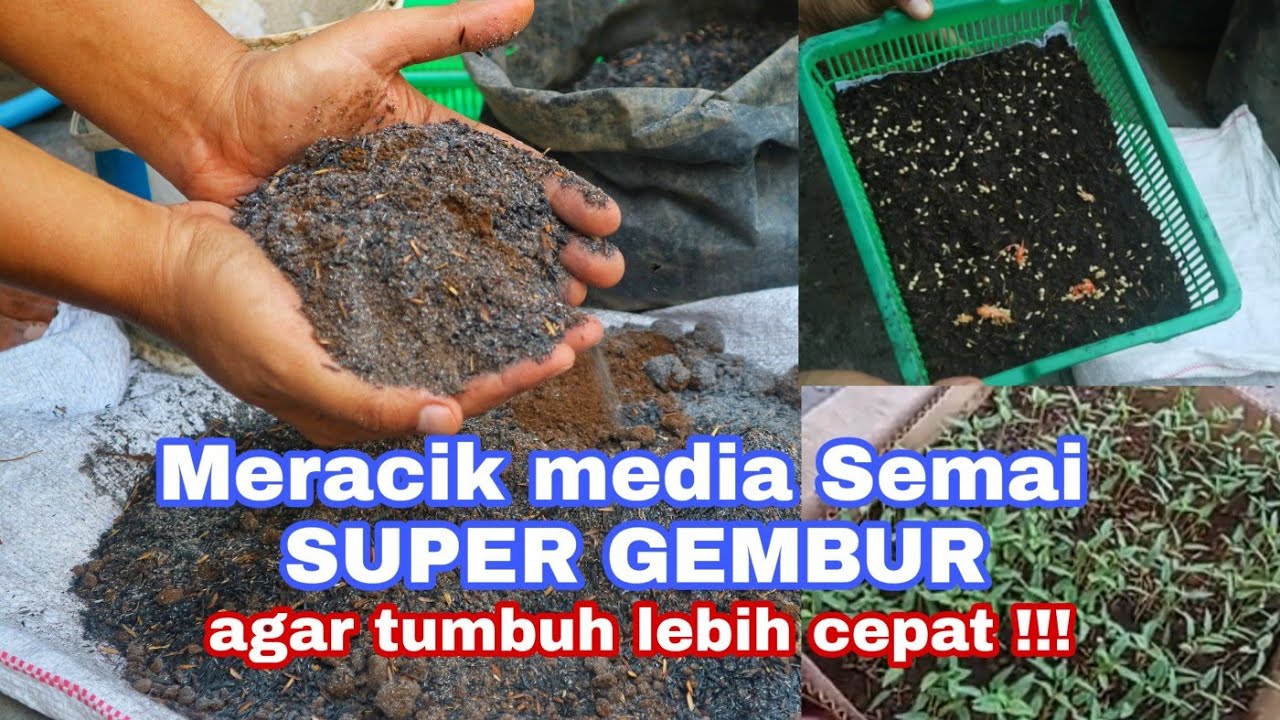 Meracik media semai super GEMBUR