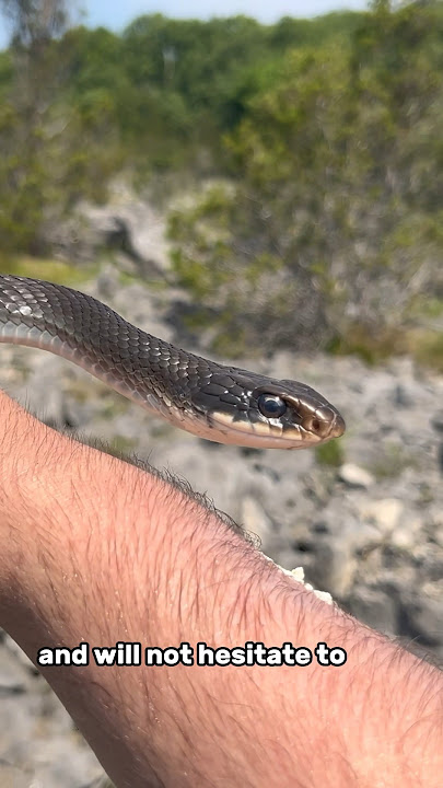 Exploring snake island 🐍