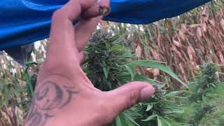 Outdoor Grow September 30 update