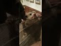 Crazy Man in Underwear Fights Opossum