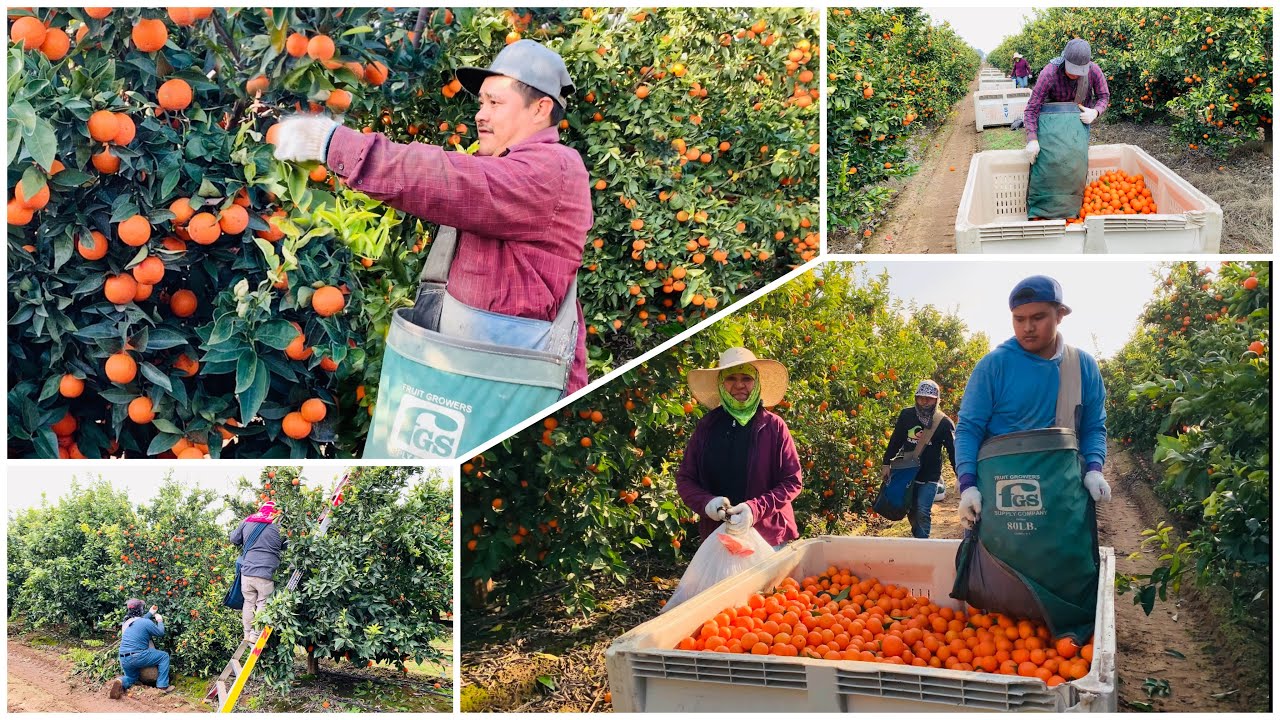 LATINOS COSECHANDO MANDARINA EN USA   DELICIOUS TANGERINE HARVEST 🍊