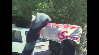 Thewildanimal13 Random Comic Frenzy 23 Clip 3