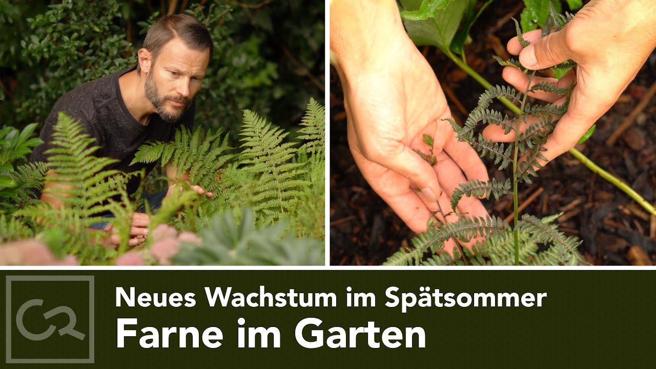 Farne im Sptsommer