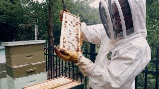 Dr. Z and His Bees