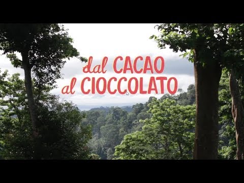 Video: Albero di cacao. Dove cresce l'albero di cacao? frutto di cacao